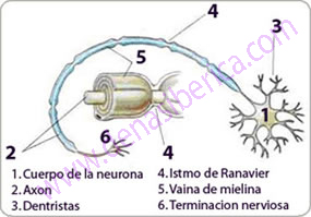 Estructura anatómica de la neurona 