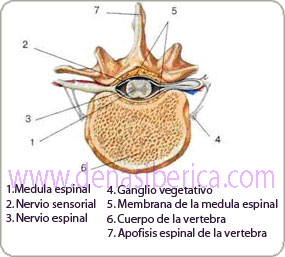 Corte transversal de la espina dorsal 