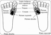 Zonas de influencia en los órganos por sistema complementario Su-Jok