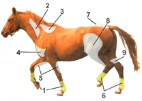 Zonas de influencia con ZooDENS para dolores traumáticos en las articulaciones de caballos.